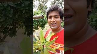 Check Your Mango Plant for Thrips Attack mango indoorplant fruit mangogarden mangofruit [upl. by Petrina]