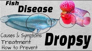 Aquarium Fish Disaster  What is Dropsy Disease and How To Cure Them [upl. by Ahsenav]