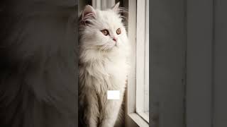 Interesting facts about persian cats 2021 cute persian cats shorts [upl. by Nyssa]