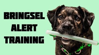 How to bringsel train your service dog [upl. by Carlen]