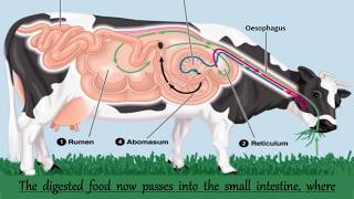 Nutrition in Ruminants  Nutrition in Animals  Chapter 2  Digestive System of a Ruminants [upl. by Jallier960]