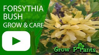 Forsythia bush  growing amp care [upl. by Jenna]