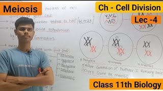 Meiosis  Stages Of Meiosis  Cell division [upl. by Hanoy]