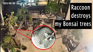 Raccoon Destroys my Bonsai trees [upl. by Romney]