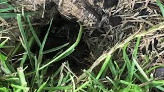 What’s causing holes in my yard Voles Moles frogs snakes Scary hole in grass [upl. by Bayard]