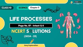 Class 10 Science Chapter 5  Intext Q5 Page 87  Life Processes  Solution 202425 [upl. by Scribner827]