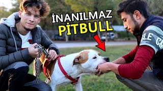 YENİ KÖPEĞİM PİTBULL  İnanılmaz [upl. by Orsay94]