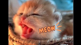 Cats And Kittens Meowing Compilation 2024 NEW [upl. by Ximenez]