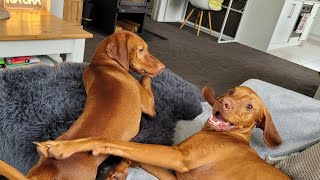 Vizslas fun packed weekend  part 1 [upl. by Joh641]