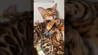 Bengal Cat Breeder [upl. by Haek]