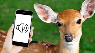 Deer Calls and Deer Sounds Effect [upl. by Luben]