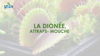 La dionée attrapemouche [upl. by Judas]