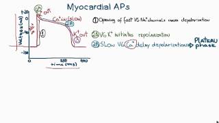 Action Potentials in Cardiac Myocytes or cardiac potential [upl. by Quinlan]