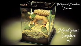 EcoSphere  Mixed Species Beetles Snails amp Isopods  Vivarium  Biotope  EP 1 [upl. by Ellita]