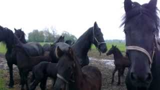 Mooie Friese paarden met veulens  Friesian horse [upl. by Ramahs]