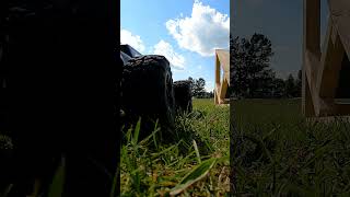 arrma big rock launch arrma bigrock rccar [upl. by Naux]