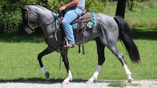 Blue Jeans 3 year old KMSH mare [upl. by Bartie293]