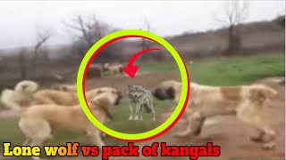 Lone wolf fights off a pack of kangals [upl. by Wolram467]