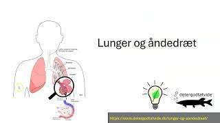 Lunger og åndedræt [upl. by Eedebez]