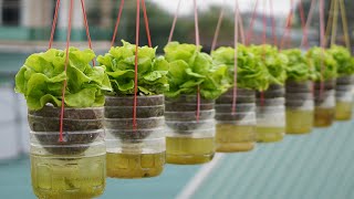 Hanging Garden Growing Lettuce Without Watering High Productivity [upl. by Deane301]