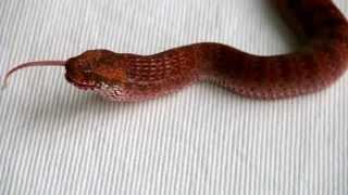 Intense Red Common Death Adder Feeding [upl. by Mackay]