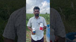 Radifarm soil drenching in chilli cropmirchiమిరపvalagroytshortsfertilizernutrientspallerythu1 [upl. by Selinda]