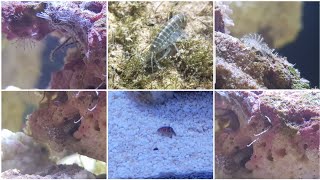 Great live rock hitchhikers Micro brittle stars amphipods Stomatella snail feather duster worms [upl. by Polk634]