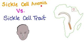 Sickle Cell Trait [upl. by Suirradal160]