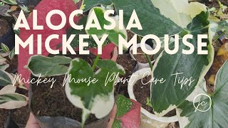 How To Care For Alocasia Xanthosoma Mickey Mouse Plant with English SUB [upl. by Haret977]