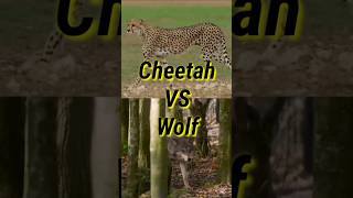 Cheetah Vs Wolf [upl. by Nnyltiac]