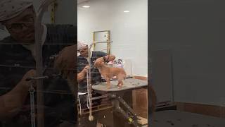 PetSmart Dog Grooming DogLovers [upl. by Engapmahc884]