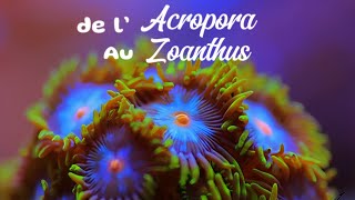 Épisode n°1  Le Zoanthus 🪸 [upl. by Georas]