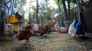 Backyard Chickens Early Morning Relaxing Video Sounds Noises Hens Clucking Roosters Crowing [upl. by Flore28]