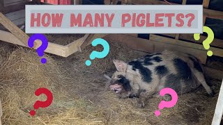 How many Kunekune piglets [upl. by Jessi379]