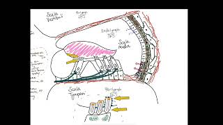 Genetic Causes of Hearing Loss Explained Nonsyndromic  Syndromic [upl. by Noiz]