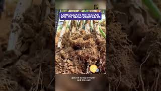 Consolidate nutritious soil to grow vegetables flowerloversgardeningadviceviral shorts usa [upl. by Nawak]