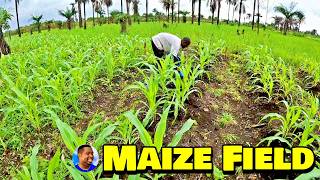 MAIZE FIELD At TripleA Healthy Harvest Farm  🇸🇱 Episode 7  Farming In Sierra Leone [upl. by Ahsrats]