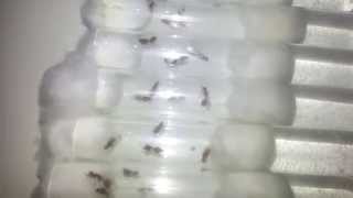 Solenopsis geminata  Breeding experiment [upl. by Ilellan]