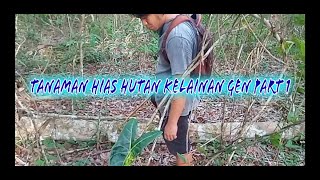 TANAMAN HIAS HUTAN KELAINAN GEN PART 1 [upl. by Sihonn774]