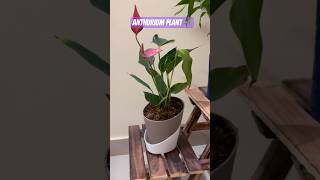 anthurium New Plant Collection 🌷🌷ytshort unboxingvideos bollywood [upl. by Averill4]