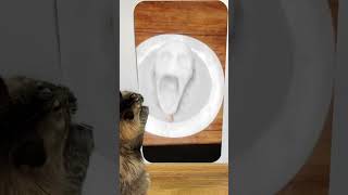 Cat reaction to😱cursed dinner time💀🤪😲 Skibidi Toilet Song shorts monster creepy scary jumpscare [upl. by Roi564]