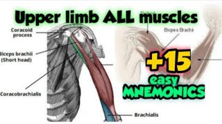 Shoulder joint Movements bones and muscles  Human Anatomy  Kenhub [upl. by Pare341]