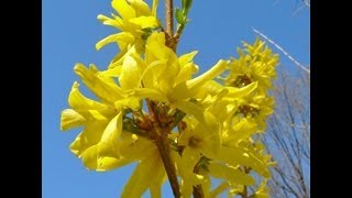 How to grow Forsythia  Gardening 101 by Dr Greenthumb [upl. by Ric]