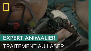 Ce vétérinaire utilise un laser pour sauver le sabot dune brebis [upl. by Courtenay]