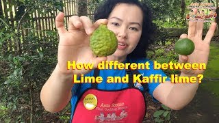 How different between lime and kaffir lime  Asia Scenic Thai Cooking School [upl. by Egbert]