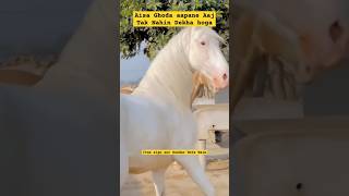 Akhal Teke Horse shorts sciencefacts facts amazon [upl. by Ginsburg51]