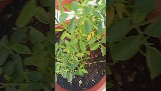 Ma plant white rose flowers subscribe 😍 short video [upl. by Anisah]