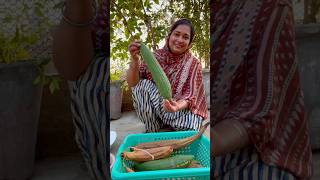 How to Collect amp Store Ridge Gourd Seeds  Easy Seed Saving Tips seedcollection seeds seed [upl. by Wolfram]