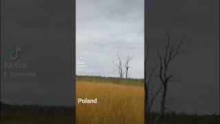 poland nature polska beautypoland dzicz busz odludzie jesien przyrodapolska pomaranczowa [upl. by Lugo154]