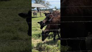 Dog and Cows sharpei UQ Gatton Campus [upl. by Leuqcar909]